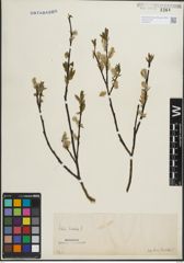Foto von Salix hastata L.